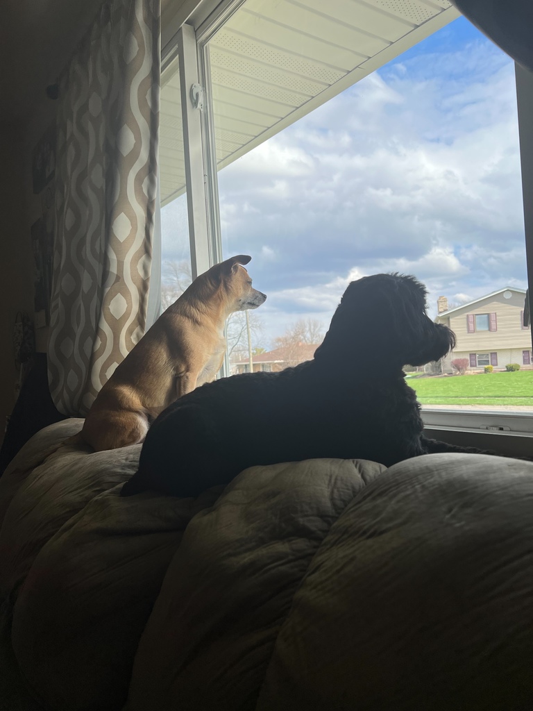 Dogs looking out the window for the school bus.